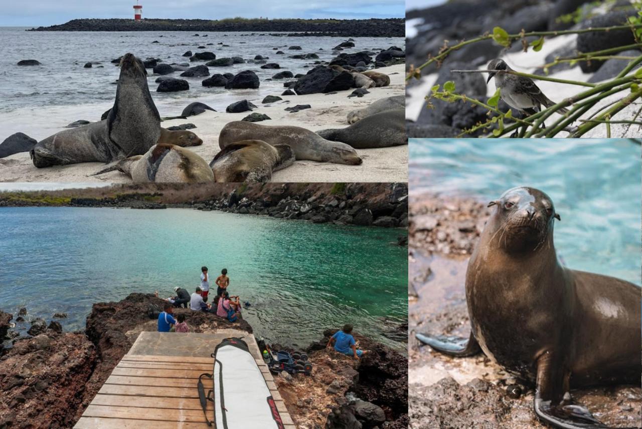 شقة Blue Horizon, Galapagos بويرتو بكويريزو مورينو المظهر الخارجي الصورة